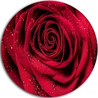 Design Art Red Rose Petals with Rain Droplets' Ultra Glossy Floral Metal Circle Wall Art
