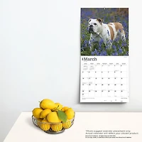 BrownTrout English Bulldogs 2024 12x24 Inch Square Wall Calendar, 9781975462017