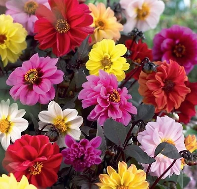 Dahlia Peony Classic Assorted, Dahlia Peony Classic Assorted 3 Bulbs