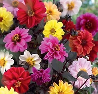 Dahlia Peony Classic Assorted, Dahlia Peony Classic Assorted 3 Bulbs