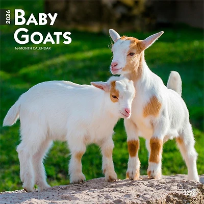 Bébés Chèvres 2026 Carré
