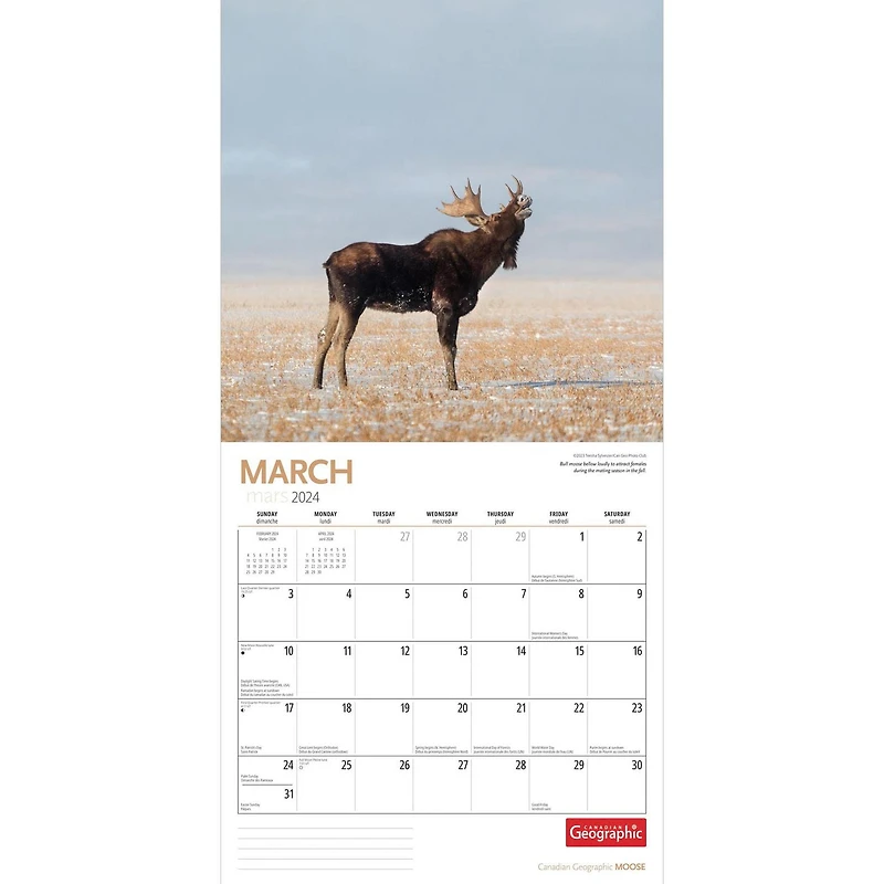 Wyman Publishing Canadian Geographic Moose 2024 12x24 Inch Square Wall Calendar, 9781525611711