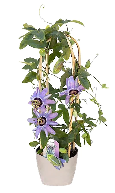 7IN PASSION FLOWER