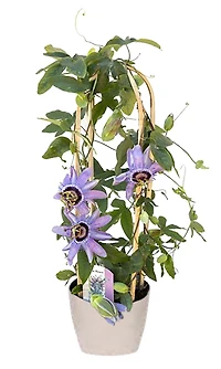 7IN PASSION FLOWER