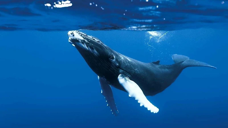 The Blue Planet: Seas Of Life (Blu-ray)