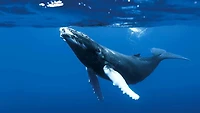 The Blue Planet: Seas Of Life (Blu-ray)
