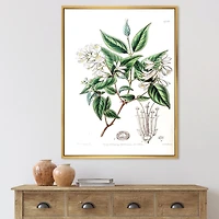 Designart Vintage Botanicals X FLOAT FRAME WALL ART