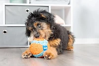 Chuckit! Jouet d'intérieur pour chien