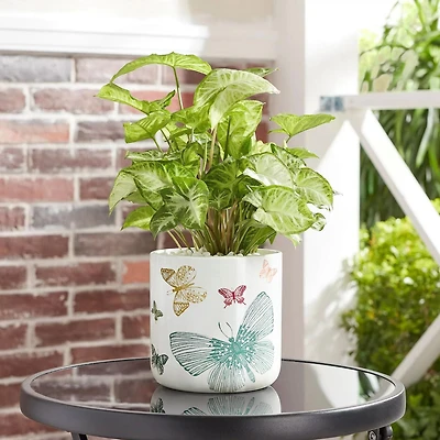 6" Butterfly Planter-White