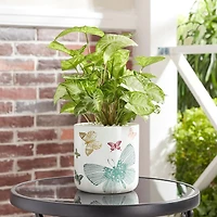 6" Butterfly Planter-White