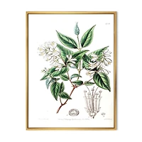 Designart Vintage Botanicals X FLOAT FRAME WALL ART