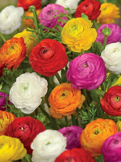 Ranunculus Assorted, Ranunculus Assorted 8 Bulbs