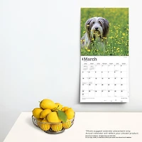 BrownTrout Bearded Collies 2024 12x24 Inch Square Wall Calendar, 9781975470654