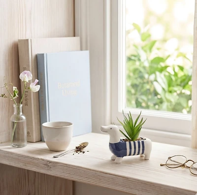 Mini plante succulente teckel Anko