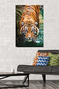 Tiger - Water Wall Poster, 22.375" x 34" Framed