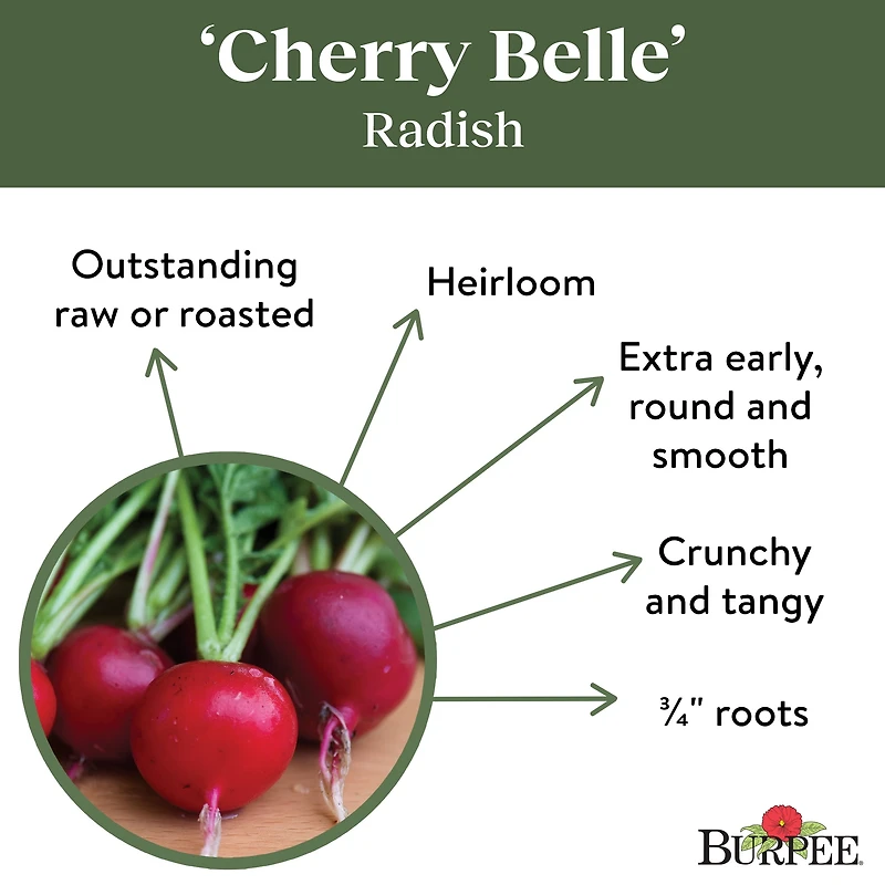 Burpee Cerise Belle Org - Radis