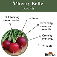 Burpee Cerise Belle Org - Radis