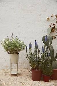 Large Plant Pot on Pedestal