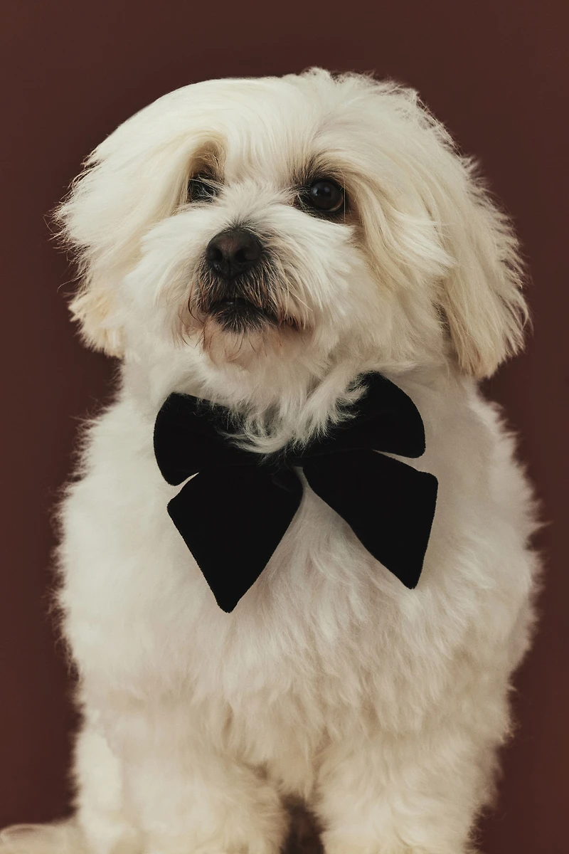 Dog Bow Tie