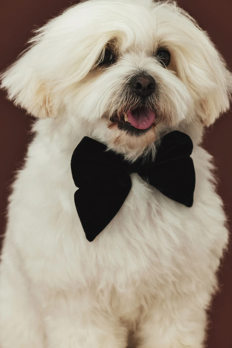 Dog Bow Tie