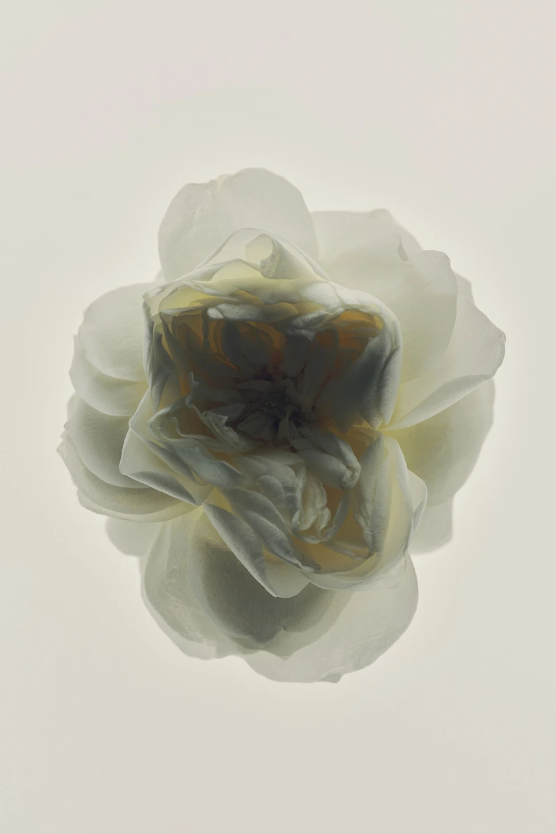 Modern Minimalist Fragrance