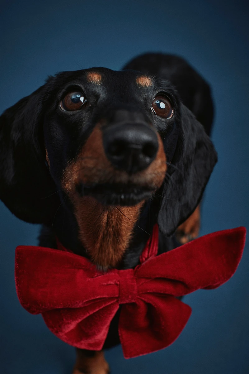 Dog Bow Tie