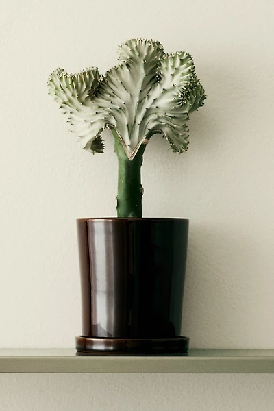 Petit pot pour aromates avec soucoupe