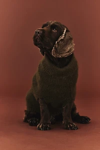 Chandail pour chien en tricot duveteux