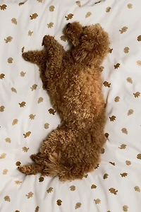 Patterned Crib Duvet Cover Set