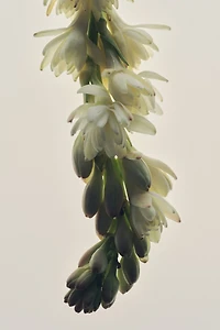 Hopeful Romantic Fragrance