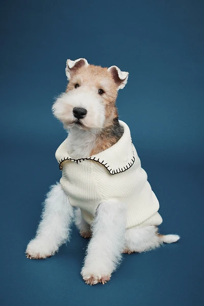 Chandail pour chien en tricot côtelé