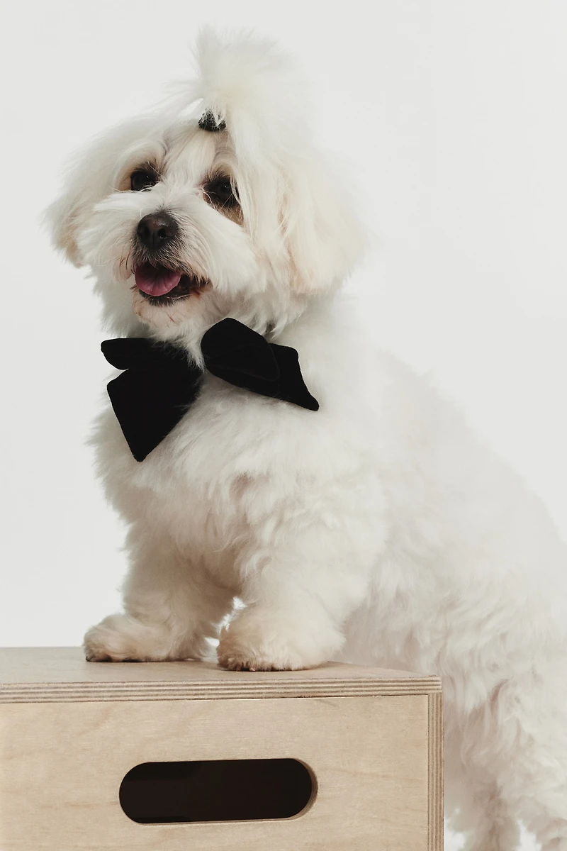 Dog Bow Tie