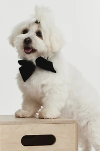 Dog Bow Tie
