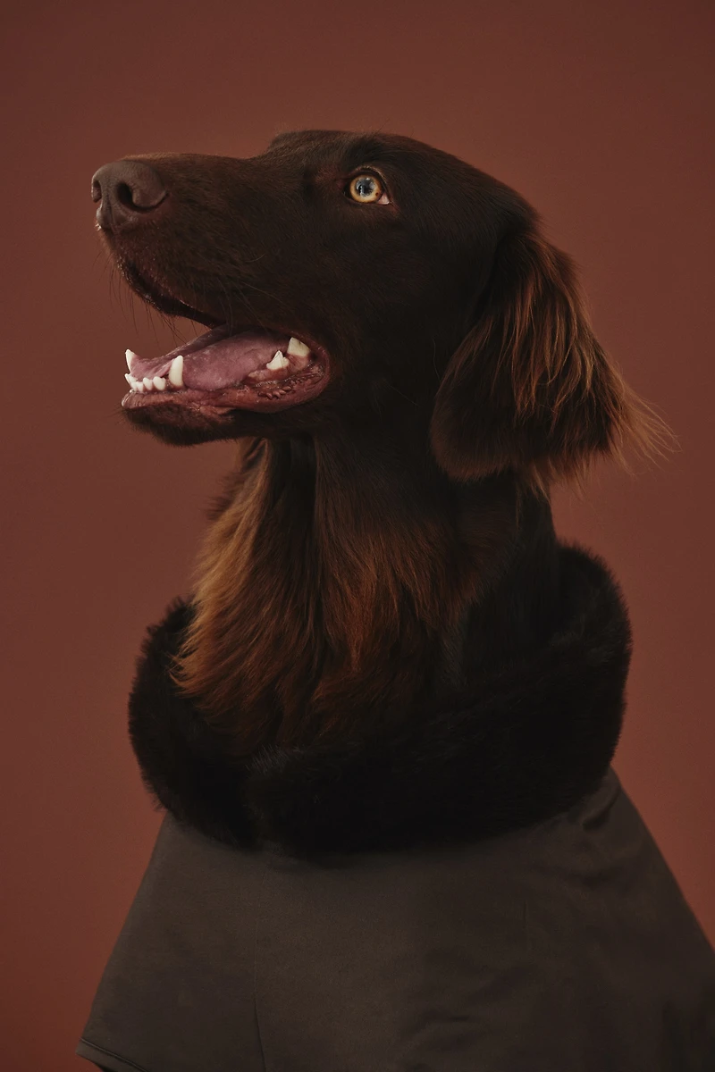 Manteau ciré pour chien