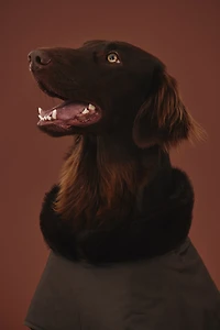 Manteau ciré pour chien