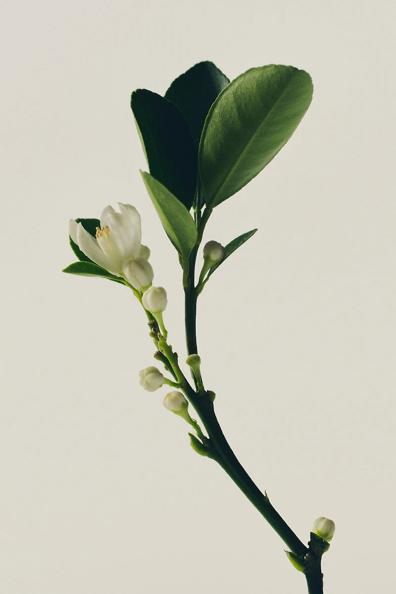Hopeful Romantic Fragrance