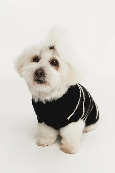 Rib-knit Dog Sweater