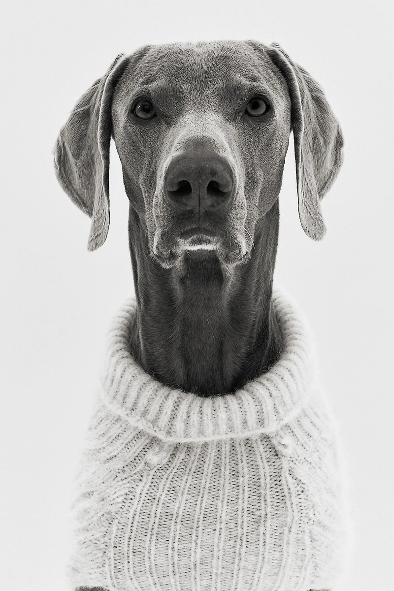 Cable-Knit Dog Sweater