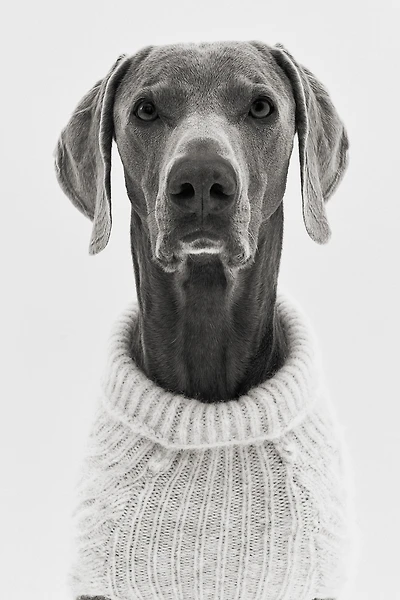 Cable-Knit Dog Sweater
