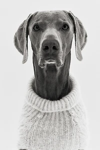 Cable-Knit Dog Sweater