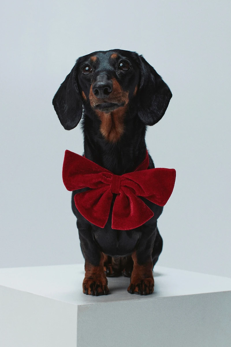 Dog Bow Tie