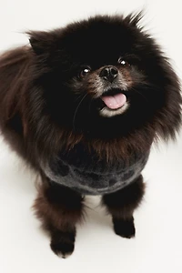 Jacquard-knit Dog Sweater