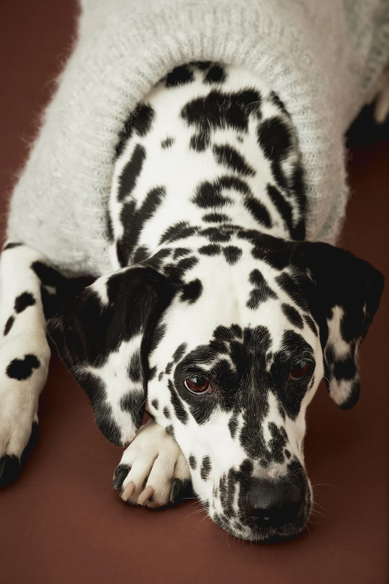 Chandail pour chien en maille torsadée