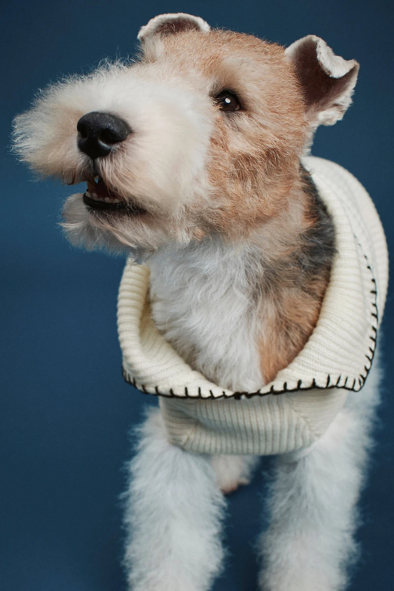 Chandail pour chien en tricot côtelé