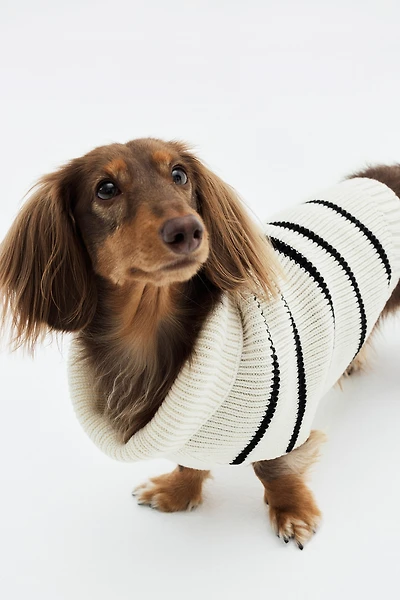 Chandail pour chien en tricot côtelé
