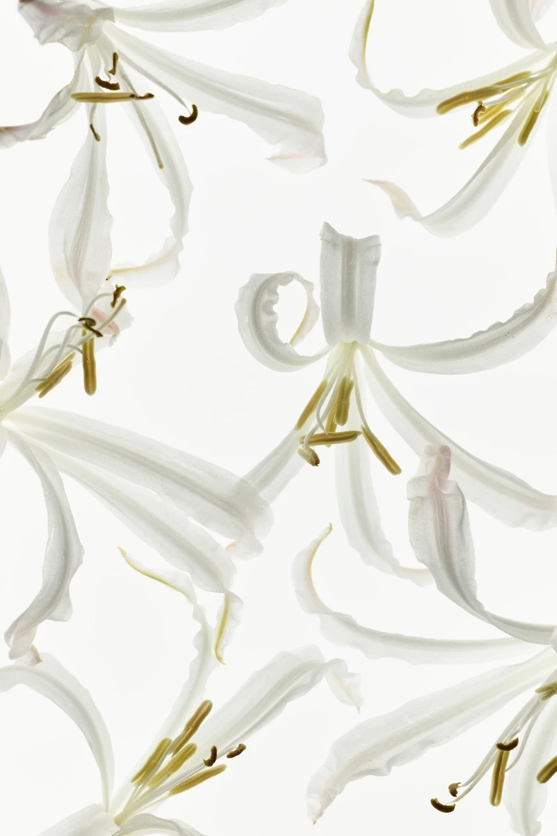 Fearless Optimist Shimmery Body Oil