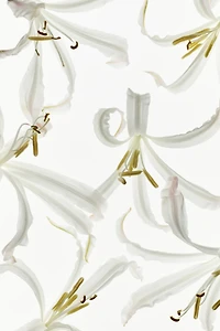 Fearless Optimist Shimmery Body Oil