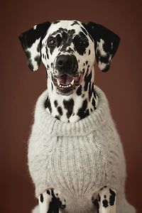 Cable-Knit Dog Sweater