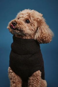 Fine-Knit Dog Sweater