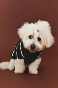 Rib-knit Dog Sweater
